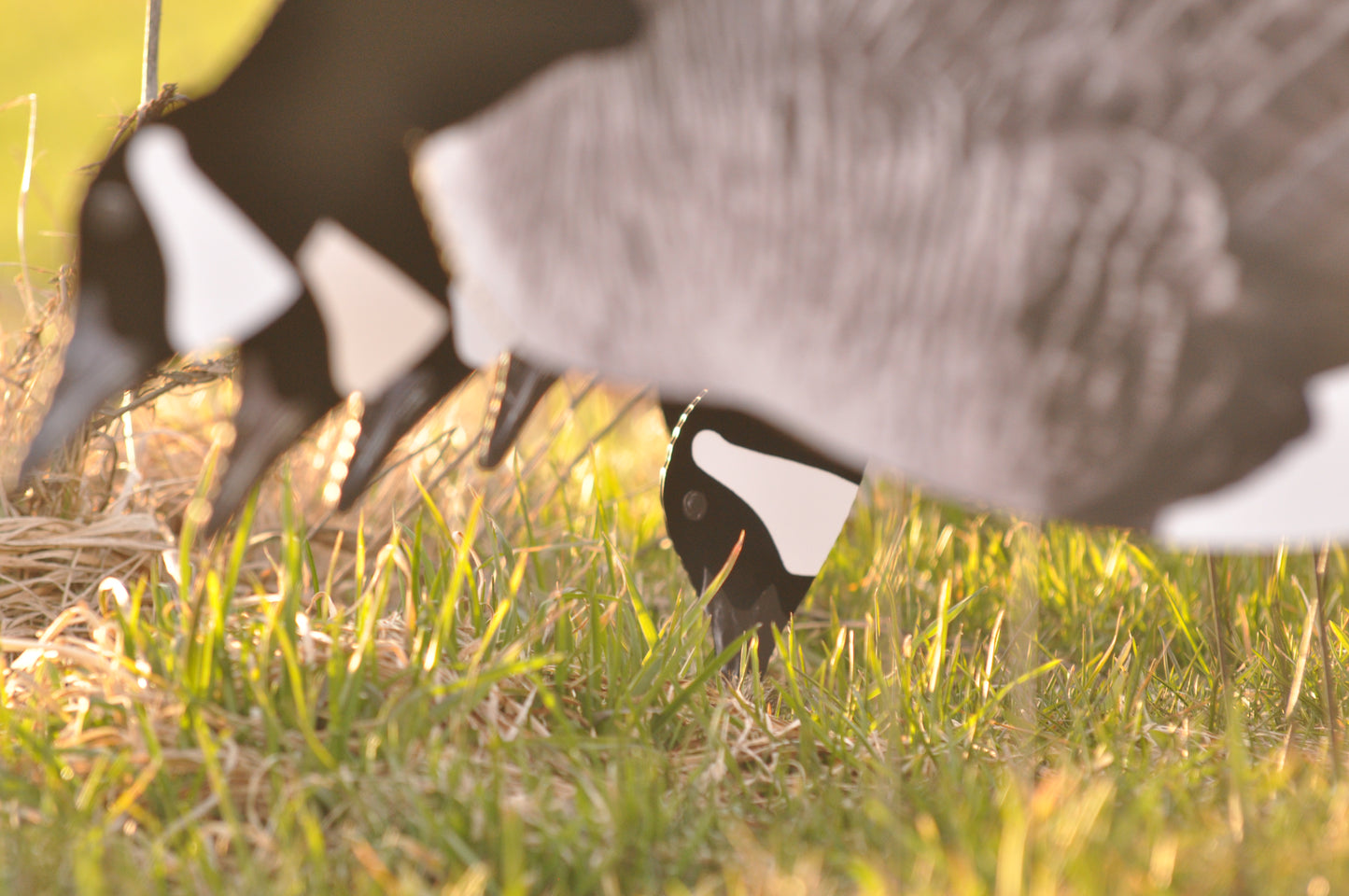 Single-Spread Pack (HV Series) | Goose Silhouettes