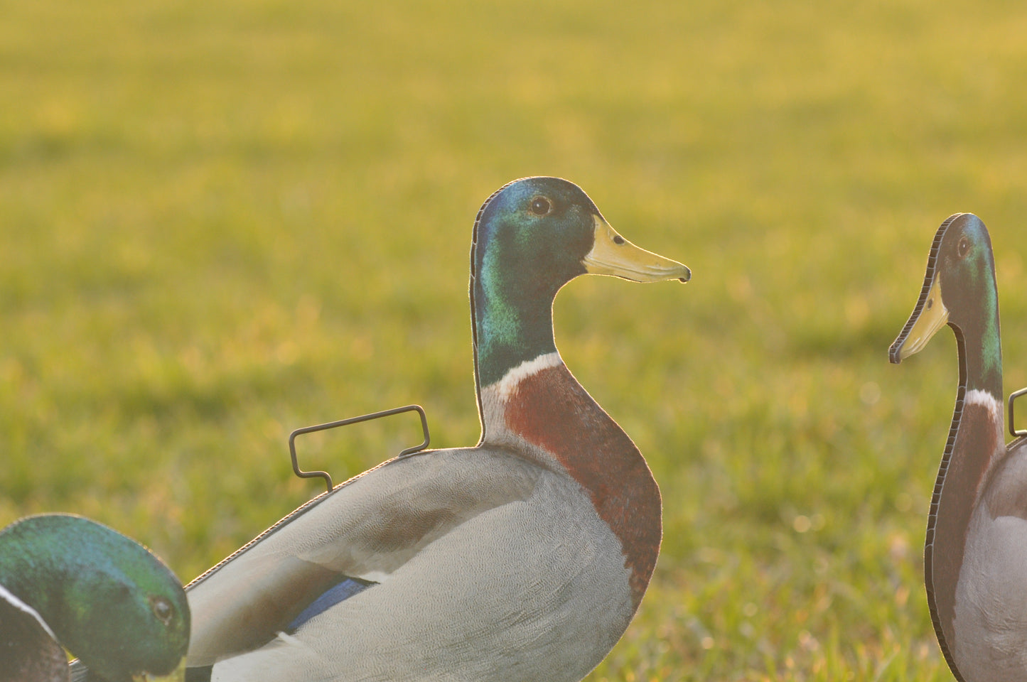 *Pre-Order* 1 Dozen (Ultimatte Mallard) | Duck Silhouettes