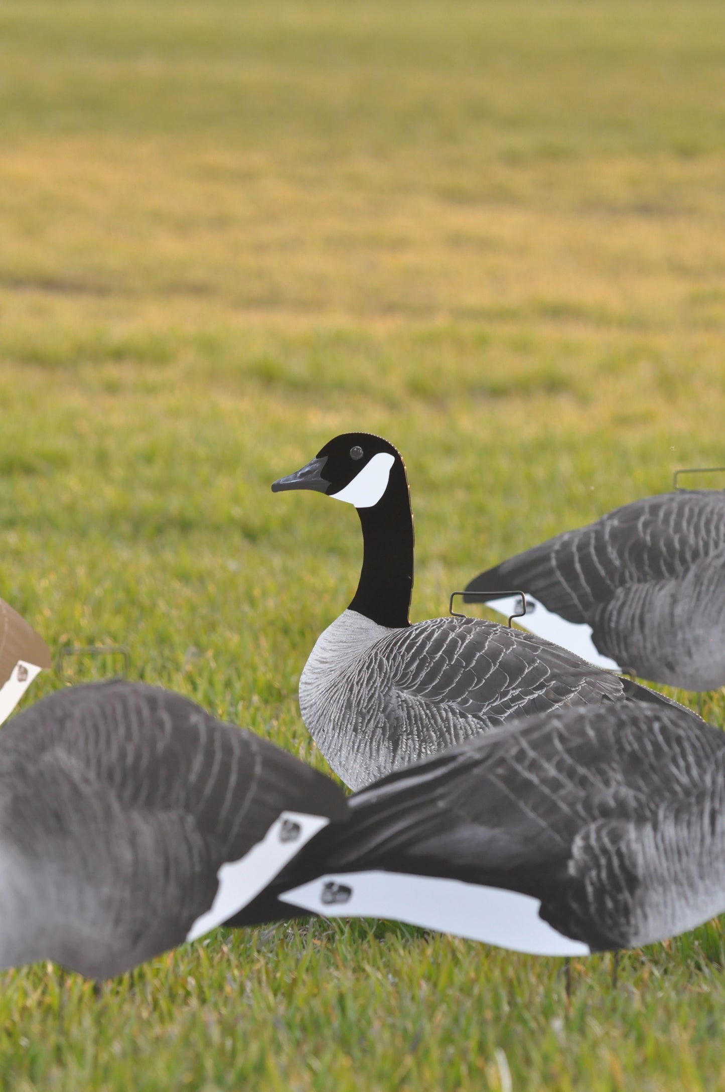 Single-Spread Pack (HV Series) | Goose Silhouettes