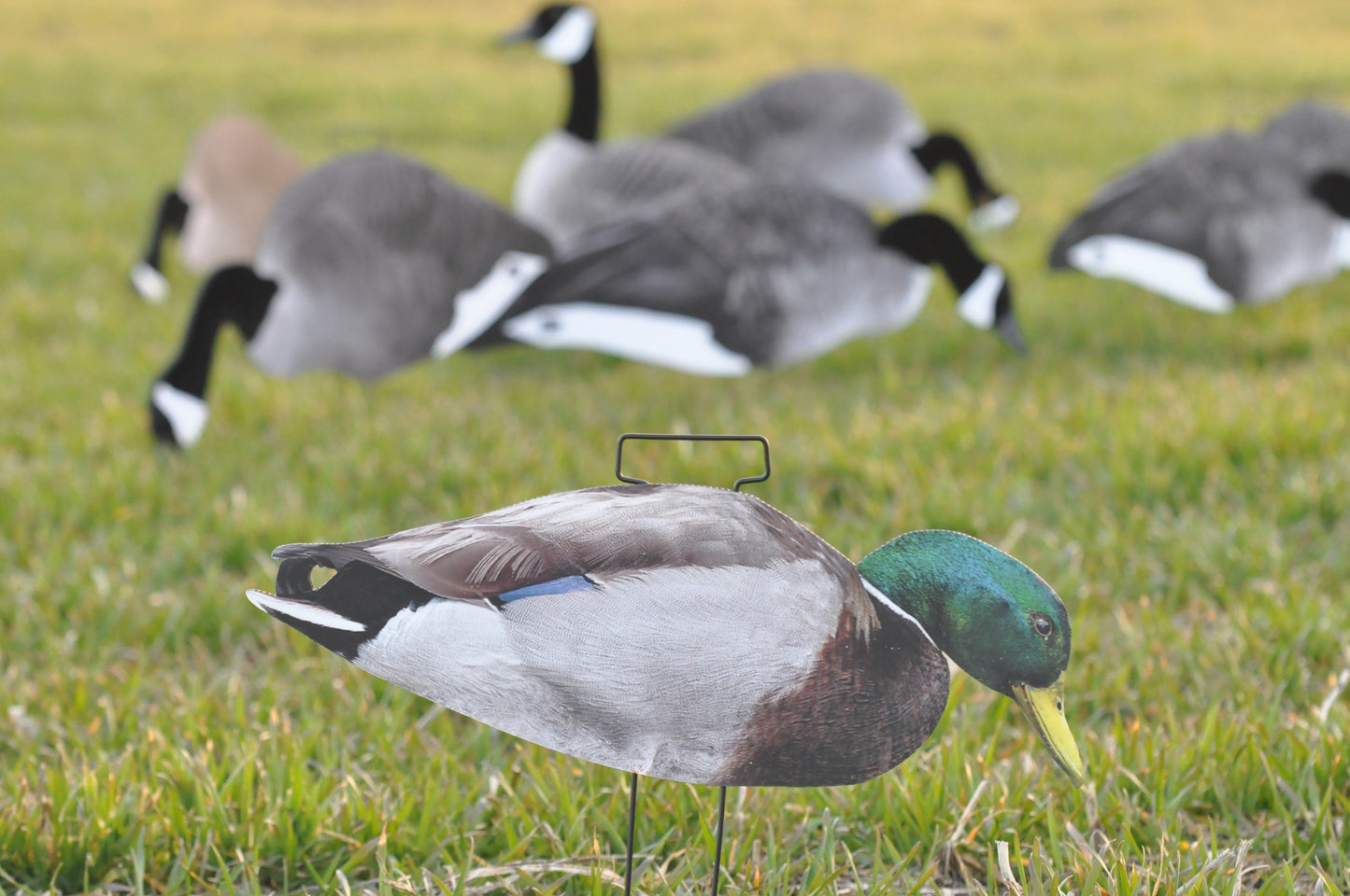 *Pre-Order* 1 Dozen (Ultimatte Mallard) | Duck Silhouettes