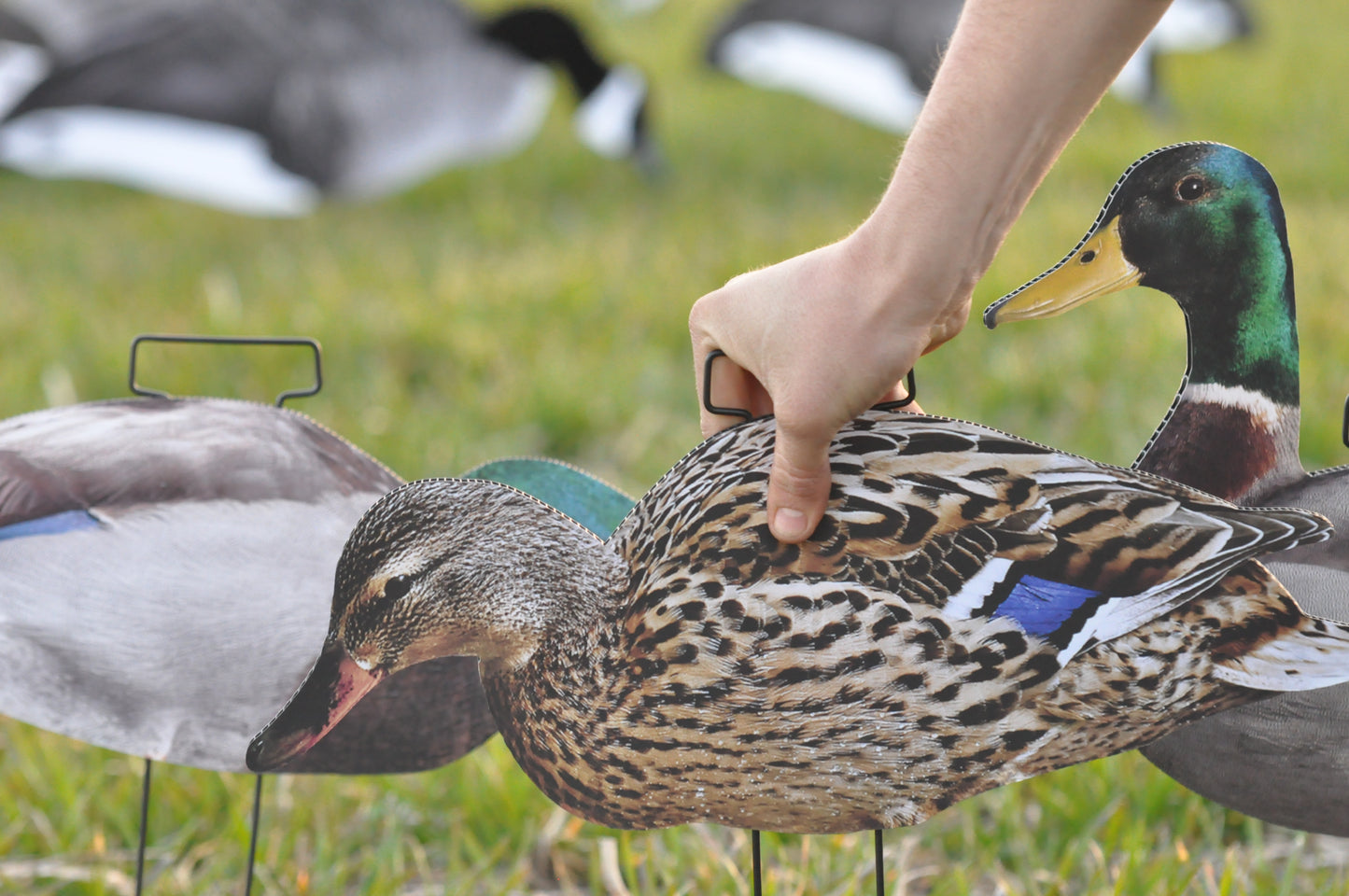 *Pre-Order* 1 Dozen (Ultimatte Mallard) | Duck Silhouettes