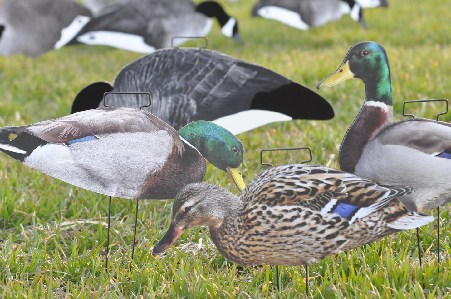 *Pre-Order* 1 Dozen (Ultimatte Mallard) | Duck Silhouettes