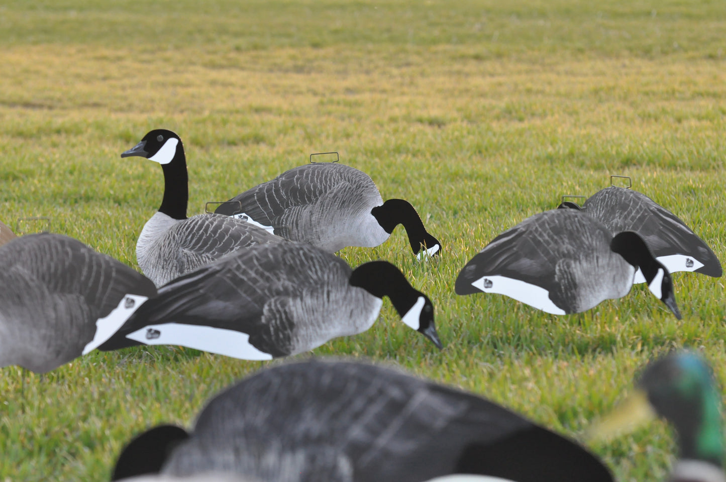 Single-Spread Pack (HV Series) | Goose Silhouettes