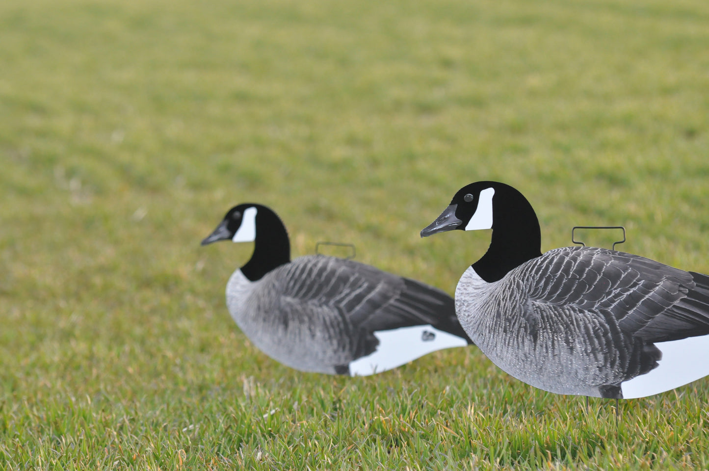 Single-Spread Pack (HV Series) | Goose Silhouettes